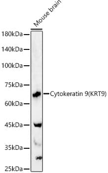 KRT9 Antibody - BSA Free