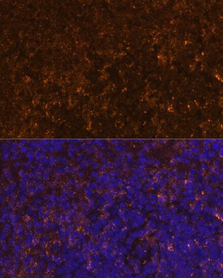 KLRC4 Antibody - Azide and BSA Free