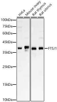 FTSJ1 Antibody - BSA Free