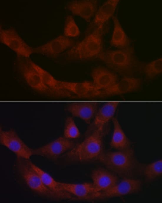 MBP-1 Antibody - Azide and BSA Free