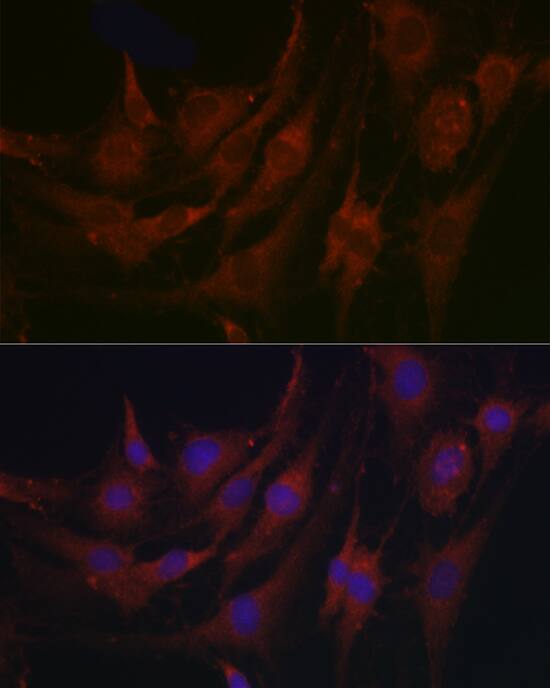 MBP-1 Antibody - Azide and BSA Free