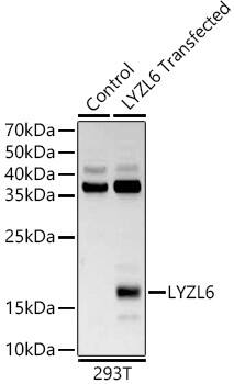 LYZL6 Antibody - BSA Free