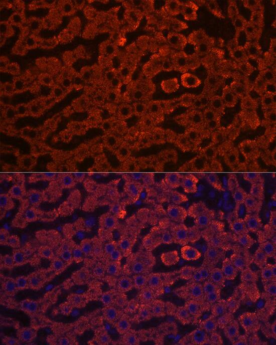 HSD17B13 Antibody - Azide and BSA Free