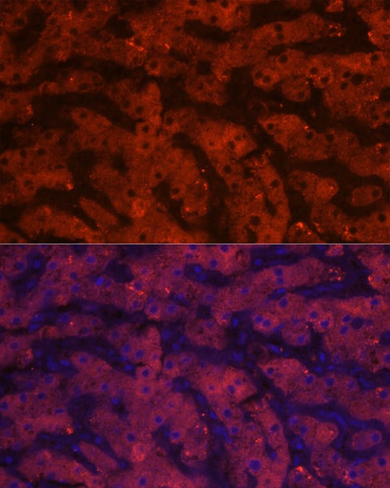 HSD17B13 Antibody - Azide and BSA Free