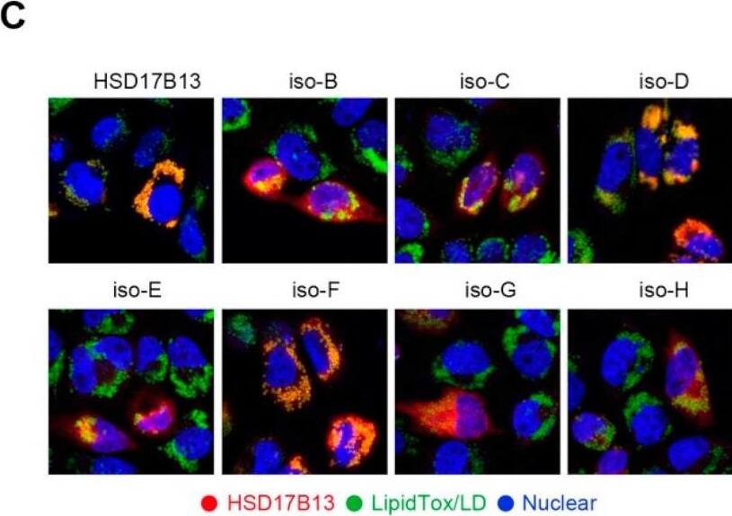 HSD17B13 Antibody - Azide and BSA Free