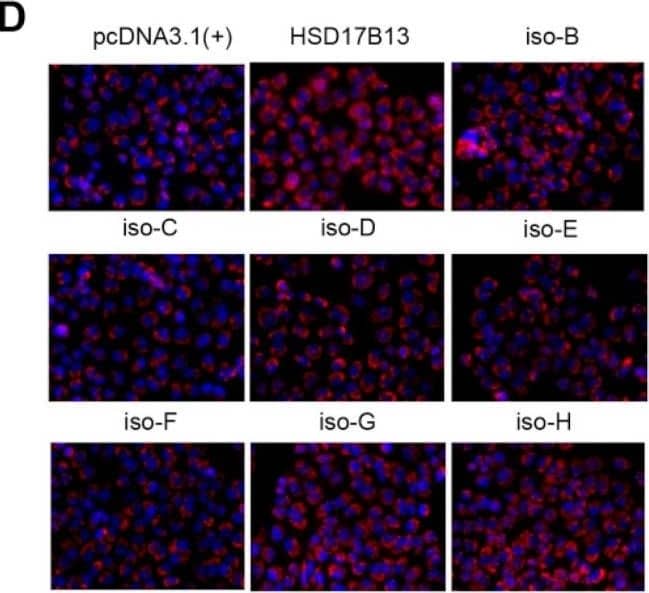 HSD17B13 Antibody - Azide and BSA Free