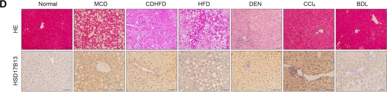 HSD17B13 Antibody - Azide and BSA Free