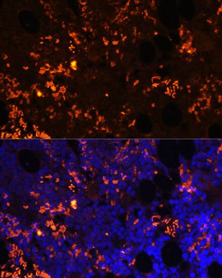 GPR55 Antibody - Azide and BSA Free