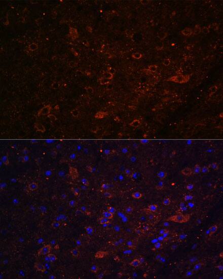 FSTL5 Antibody - Azide and BSA Free