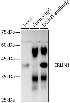 ERLIN1 Antibody - Azide and BSA Free