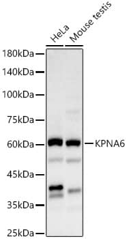 KPNA6 Antibody - BSA Free