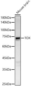 TOX Antibody - Azide and BSA Free