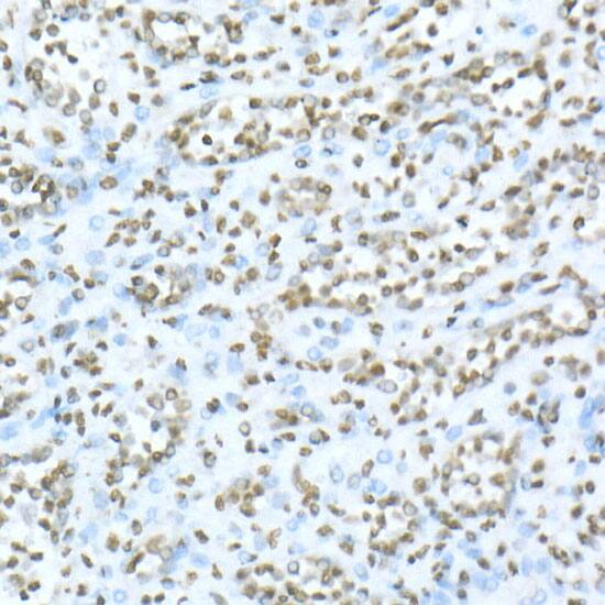 TOX Antibody - Azide and BSA Free