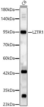 LZTR1 Antibody - BSA Free