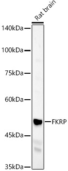 FKRP Antibody - Azide and BSA Free