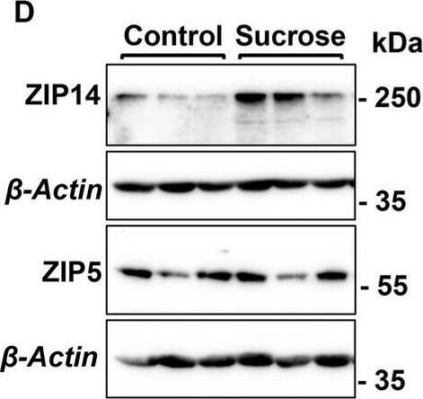 SLC39A5 Antibody - Azide and BSA Free