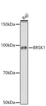 BRSK1 Antibody - Azide and BSA Free