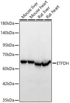 ETFDH Antibody - BSA Free