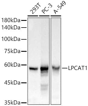 LPCAT1 Antibody - BSA Free