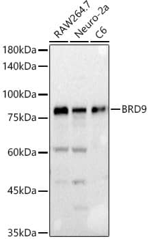 BRD9 Antibody - Azide and BSA Free