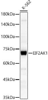EIF2AK1 Antibody - BSA Free
