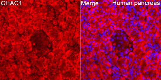 CHAC1 Antibody - Azide and BSA Free