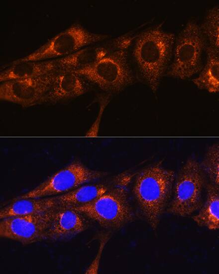 FREM2 Antibody - Azide and BSA Free