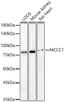 MCCC1 Antibody - BSA Free