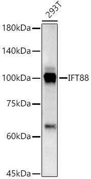 IFT88 Antibody - Azide and BSA Free