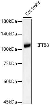 IFT88 Antibody - Azide and BSA Free