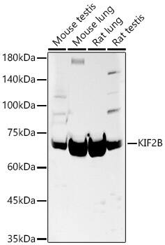 KIF2B Antibody - BSA Free