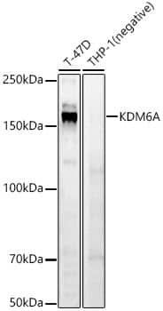 KDM6A Antibody - Azide and BSA Free