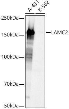LAMC2 Antibody - Azide and BSA Free