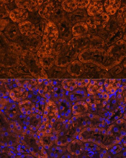 LAMC2 Antibody - Azide and BSA Free