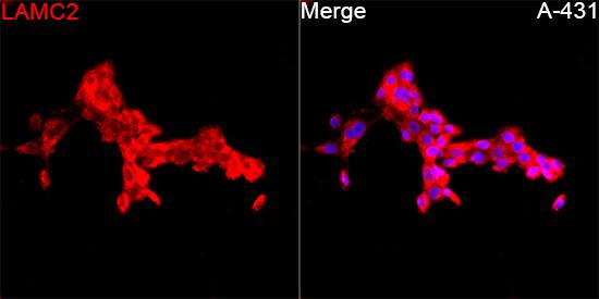 LAMC2 Antibody - Azide and BSA Free