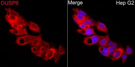 DUSP9 Antibody - Azide and BSA Free