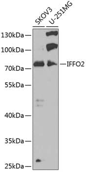 IFFO2 Antibody - BSA Free