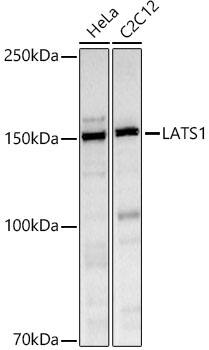 LATS1 Antibody - Azide and BSA Free