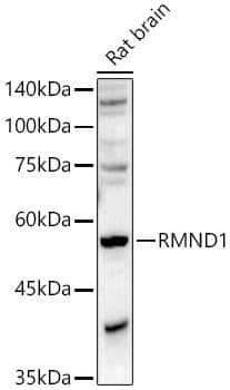 RMND1 Antibody - Azide and BSA Free