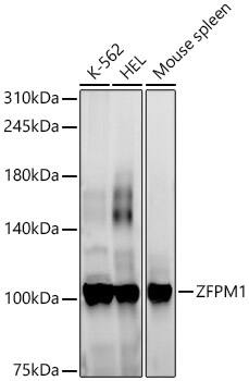 ZFPM1 Antibody - Azide and BSA Free