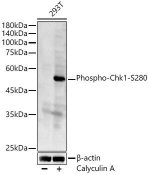 Chk1 [p Ser280] Antibody - Azide and BSA Free