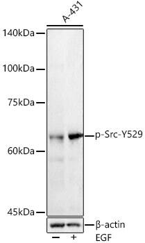 Src [p Tyr529] Antibody - Azide and BSA Free