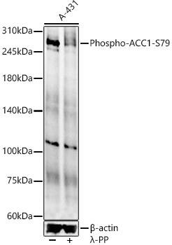 Acetyl-CoA Carboxylase alpha/ACACA [p Ser79] Antibody - Azide and BSA Free
