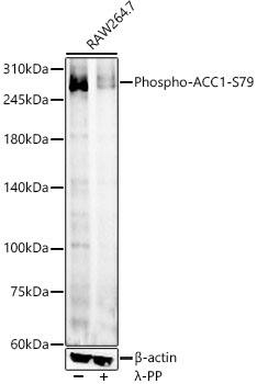 Acetyl-CoA Carboxylase alpha/ACACA [p Ser79] Antibody - Azide and BSA Free