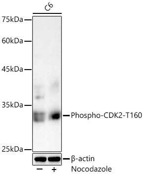 CDK2 [p Thr160] Antibody - Azide and BSA Free