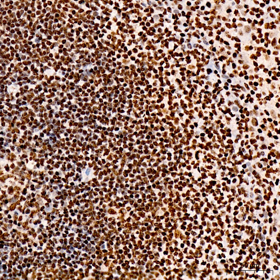 IRF3 [p Ser396] Antibody - BSA Free