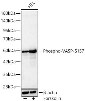 VASP [p Ser155] Antibody - Azide and BSA Free
