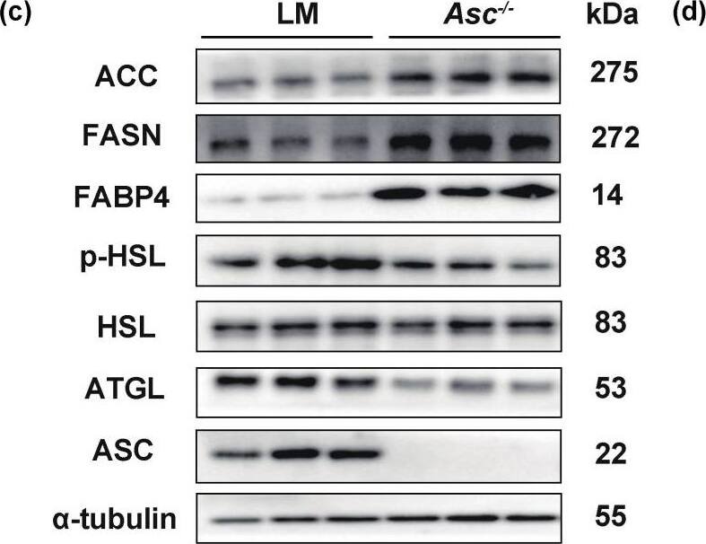 Hormone-sensitive Lipase/HSL [p Ser660] Antibody - Azide and BSA Free