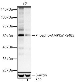 AMPK alpha 1 [p Ser485] Antibody - Azide and BSA Free