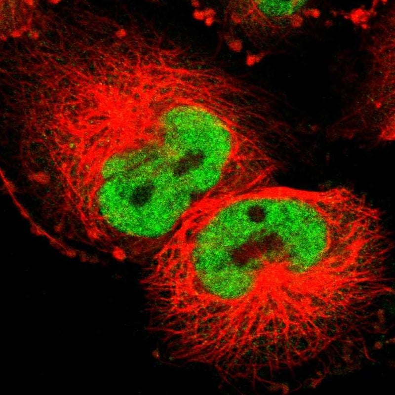 Cyclin T1 Antibody - BSA Free Immunocytochemistry/ Immunofluorescence: Cyclin T1 Antibody [NBP3-05509]